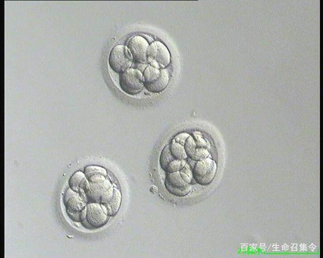 代妈公司招聘补偿多少钱