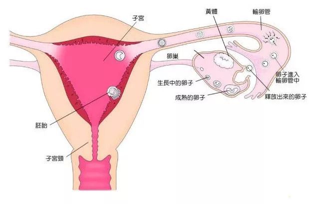 助孕