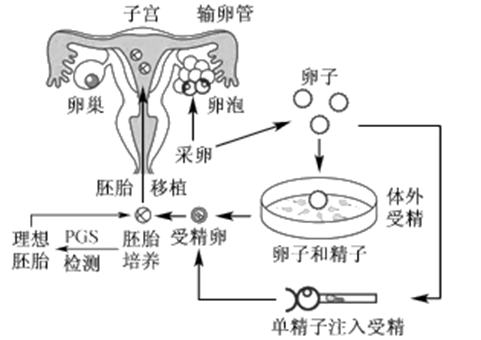 月经周期