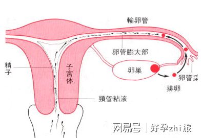 不孕不育